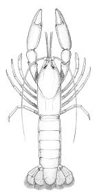 <em>Tenuibranchiurus glypticus</em>