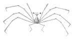 <em>Eplumula-australiensis</em>