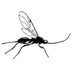 Proctotrupidae