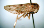 <I>Bakeriana nigra </I>Evans, adult, pale form