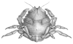 <em>Petalomera pulchra</em> [from Miers 1884: pl. 27 fig. A]