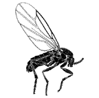Scatopsidae