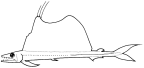 Alepisauridae