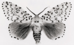 lymantriidae