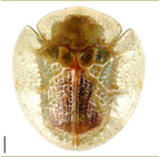 Cassidinae