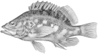 Serranidae: Anthiadinae