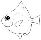 Caproidae