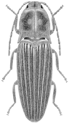 Conoderus leluti