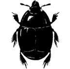 Histeridae