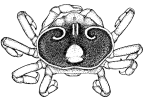<em>Xanthasia murigera</em> [P. Davie 2002: 428]