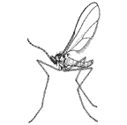 Cecidomyidae