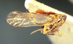 <I>Nilaparvata lugens </I>(Stål)