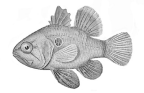 <I>Apogonichthyoides atripes</I>