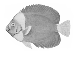<I>Chaetodontoplus</I>