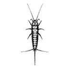 Zygentoma