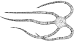 <i>Ophiothrix (Acanthophiothrix) purpurea</i> von Martens, 1867