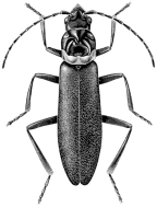 Chauliognathus lugubris
