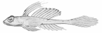 Holotype of <I>Foetorepus apricus</I>