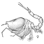 <I>Dimorphostylis subaculeata</I>