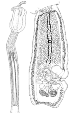 <I>Hornelliella annandalei</I> [from Campbell & Beveridge]