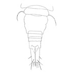 <I>Psammocyclops excellens</I>