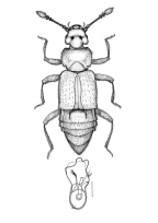 <I>Okella parallelus </I>Chandler