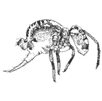 <I>Dicyrtoma </I>sp.