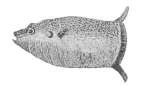 <I>Ranzania laevis</I>, original drawing from first description