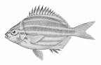 <I>Atypichthys latus</I>