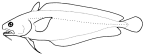 Moridae