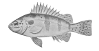 <I>Pelsartia humeralis</I>
