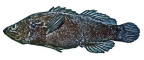 <I>Grammistiops ocellatus</I>, Queensland
