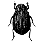 <I>Omorgus australasiae</I> (Erichson 1842)