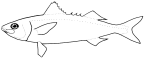 Emmelichthyidae