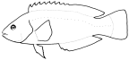 Labridae: Labrinae