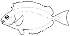 Siganidae