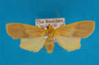 <i>Teratopora acosma</i> (Turner, 1899), male