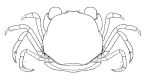 <em>Pinnotheres spinidactylus</em>, female (carapace breadth about 7 mm) [from P. Davie 2002: 428 (ex Gordon 1936)]