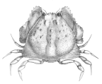 <em>Calappa depressa</em> [from Miers 1886: pl. 23]