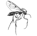 Mycetophilidae