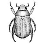<I>Anoplognathus boisduvalii </I>Boisduval, 1835
