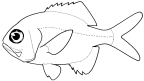 Berycidae