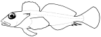 Bovichtidae
