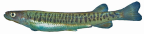 <I>Galaxias occidentalis</I>