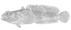 <I>Batrachomoeus dubius</I> from Sydney